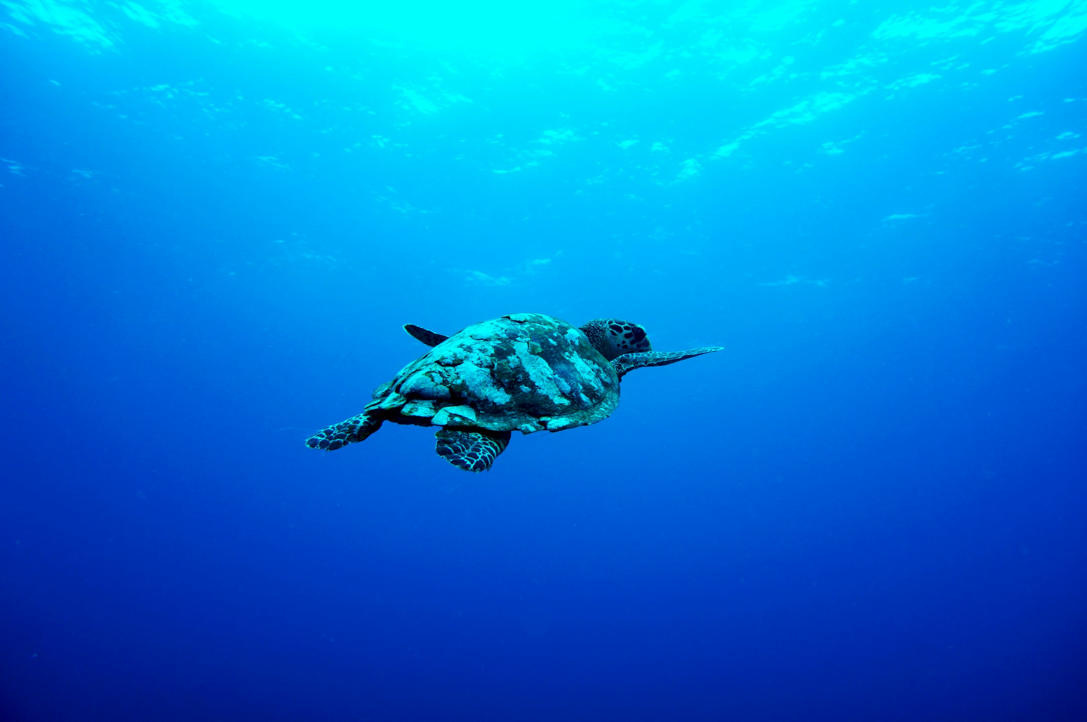 A sea turtle swimming through clear blue water at Gili Trawangan