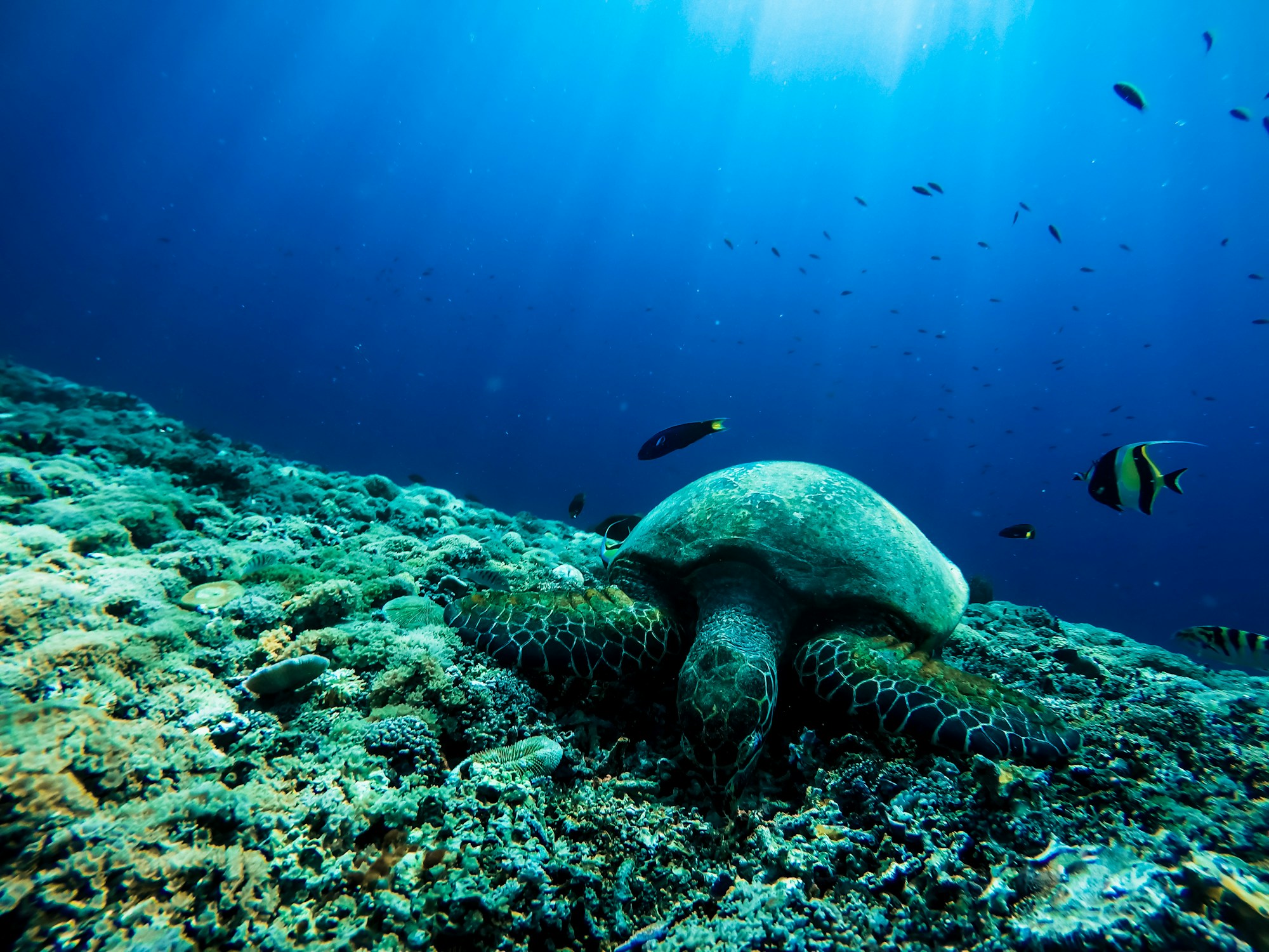 A sea turtle resting on the reef among tropical fish at Gili Trawangan